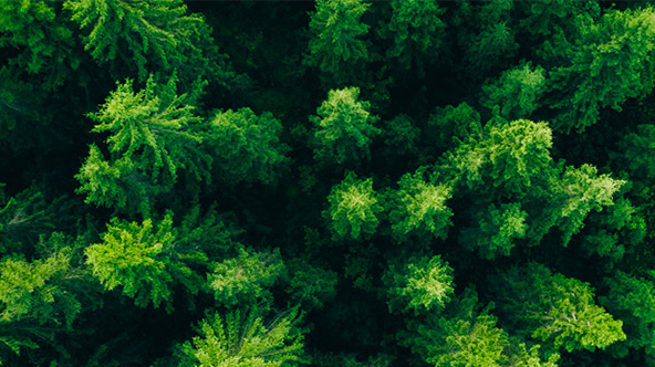 carbon footprint reduction plan
